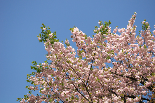 sakura080413.jpg